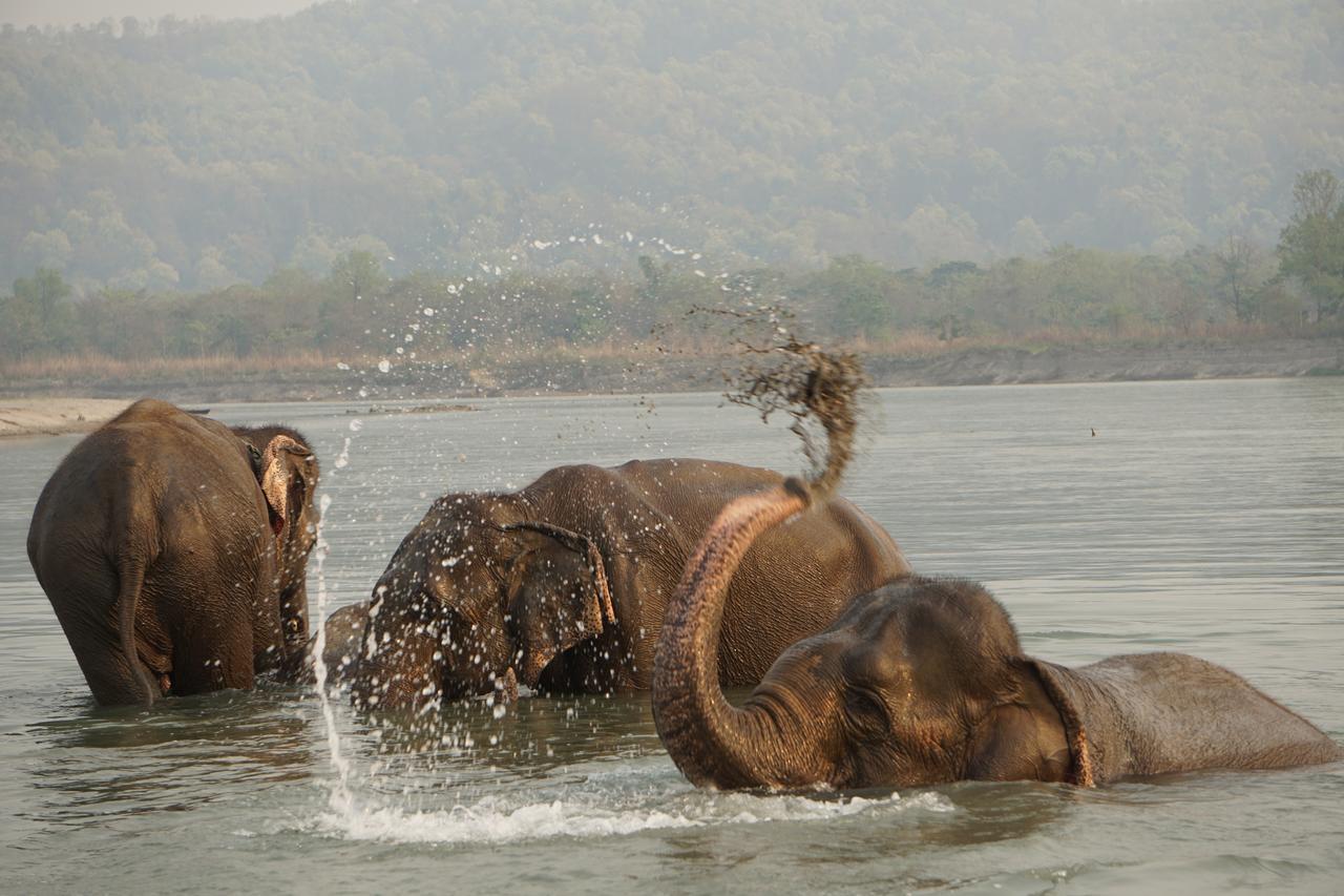 Tiger Tops Tharu Lodge Csitvan Kültér fotó