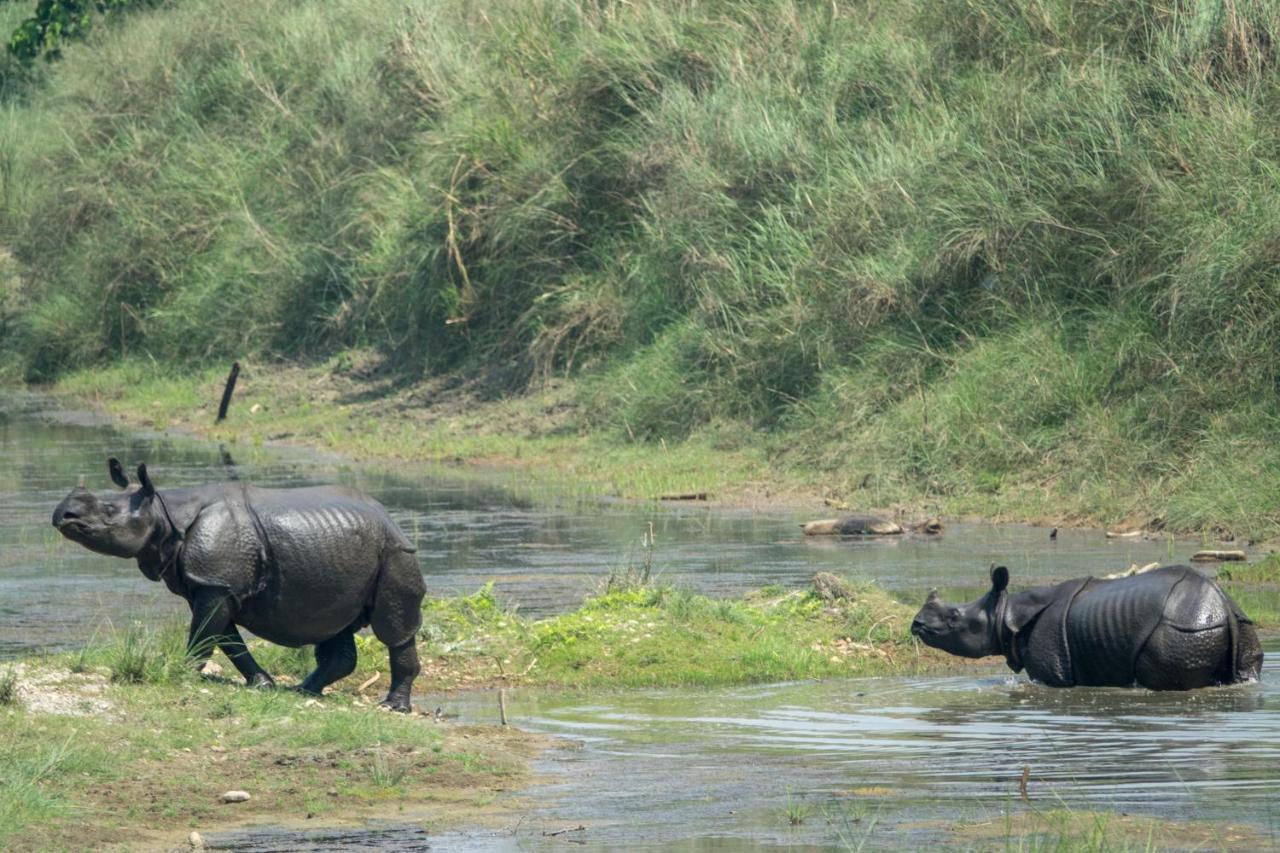 Tiger Tops Tharu Lodge Csitvan Kültér fotó