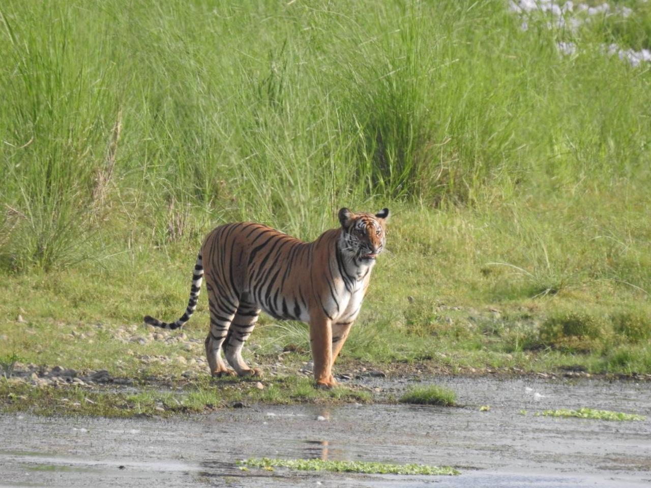 Tiger Tops Tharu Lodge Csitvan Kültér fotó