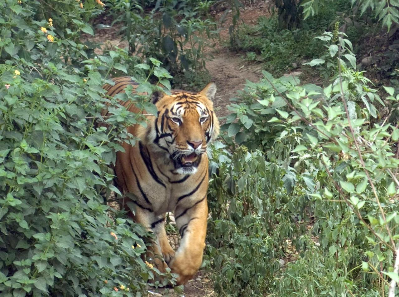 Tiger Tops Tharu Lodge Csitvan Kültér fotó