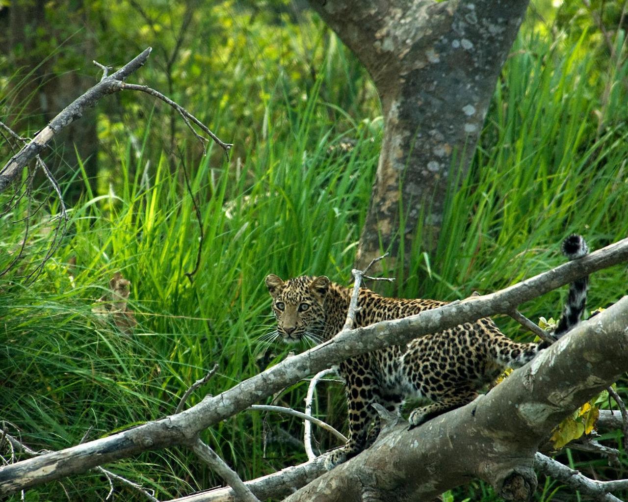 Tiger Tops Tharu Lodge Csitvan Kültér fotó